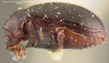Media type: image;   Entomology 24677 Aspect: habitus lateral view